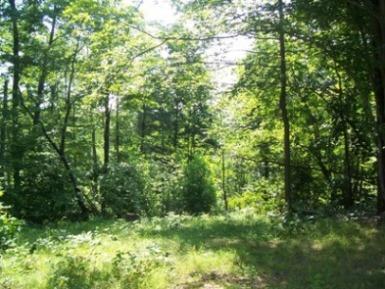 2 Timber Line Road Ferrum, VA 24088 - Photo 4 of 7 a view of a lush green forest