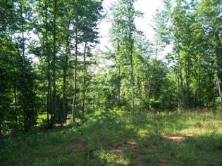 2 Timber Line Road Ferrum, VA 24088 - Photo 5 of 7 a view of a lush green forest