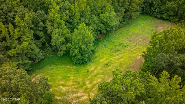 a view of a lush green forest with large trees