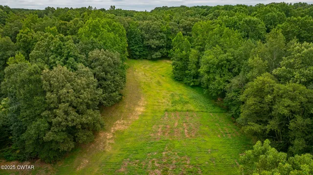 a view of a lush green forest with a tree