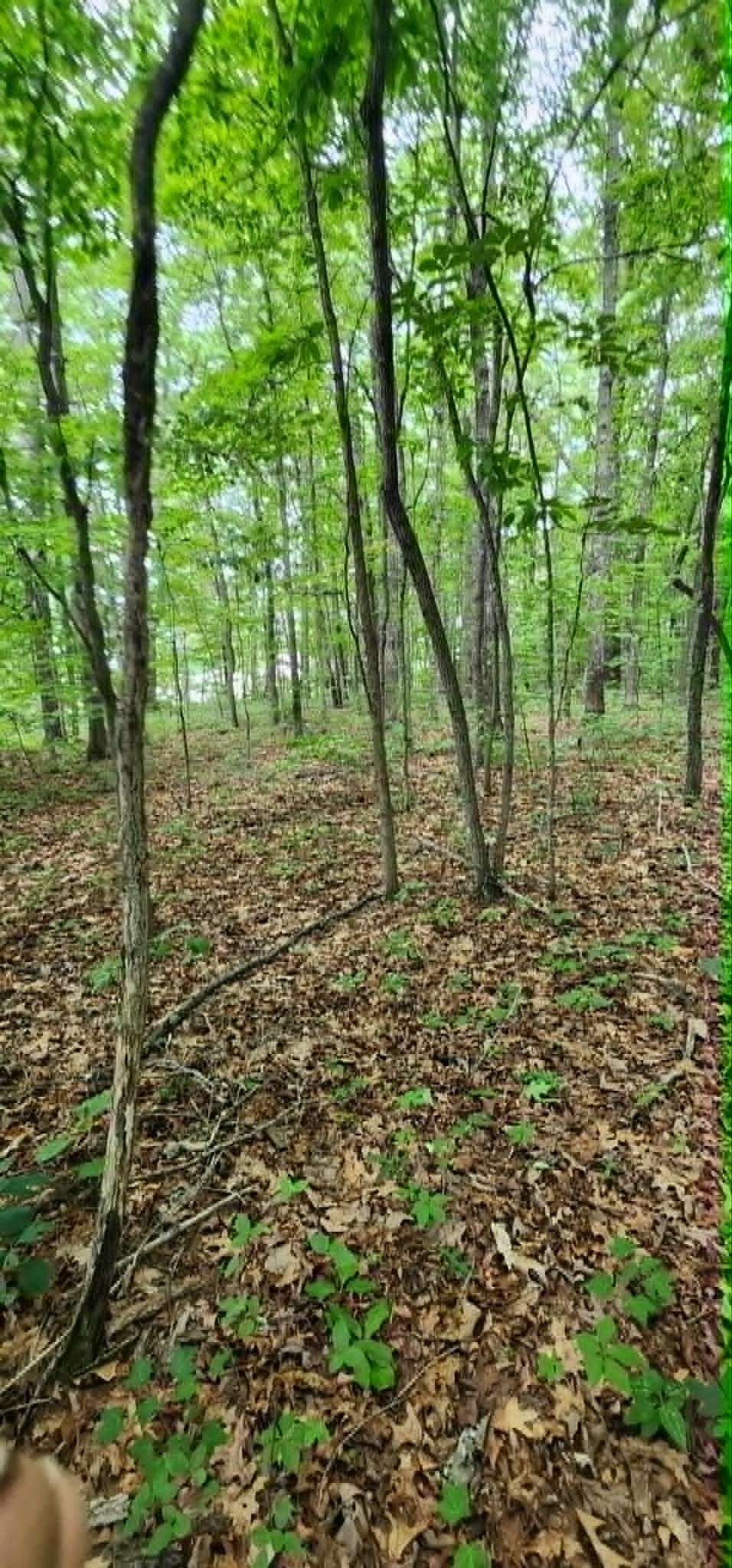 0 Rogers Road Crossville, TN 38571 - Photo 4 of 5