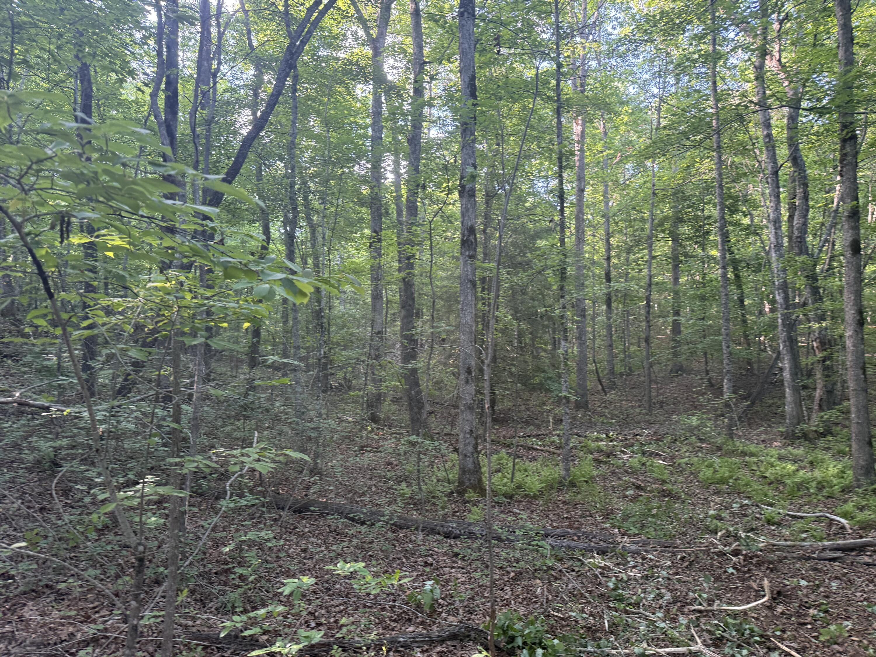 1672 Besstown Road Beersheba Springs, TN 37305 - Photo 6 of 11 IMG_6472