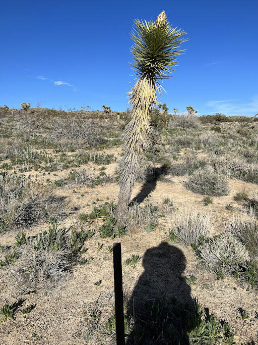 0 Fort Tejon Road Pearblossom, CA 93553 - Photo 22 of 24 fort tejon lot 24 shadow