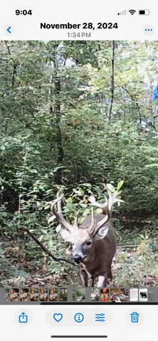 $295,000 | 5435 Hickory Ridge Road, Pomona, IL 62975