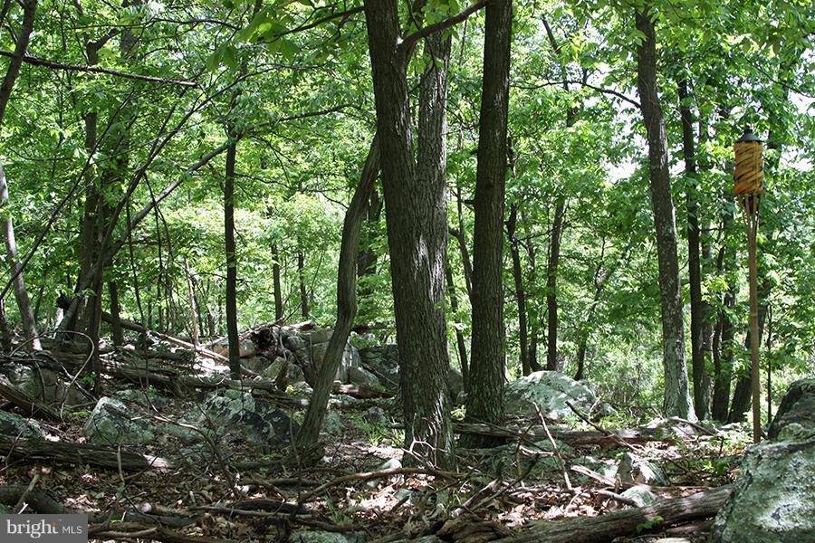 9841 Fox Road Frederick, MD 21702 - Photo 7 of 11 a view of forest