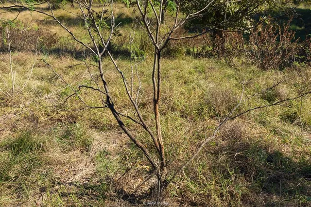 $573,500 | 0 Tx-108, Mingus, TX 76463