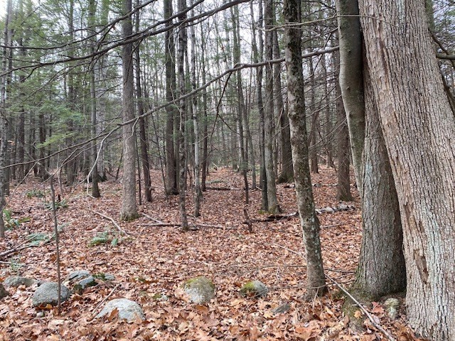 55 Wendell Road New Salem, MA 01355 - Photo 1 of 7 a view of a yard with plants and trees