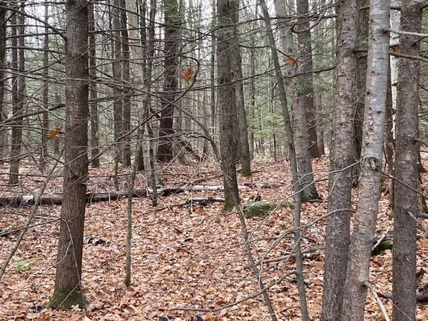 a view of a forest with lots of trees