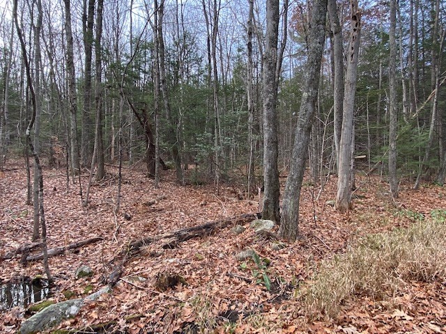 55 Wendell Road New Salem, MA 01355 - Photo 4 of 7 a view of a forest with lots of trees