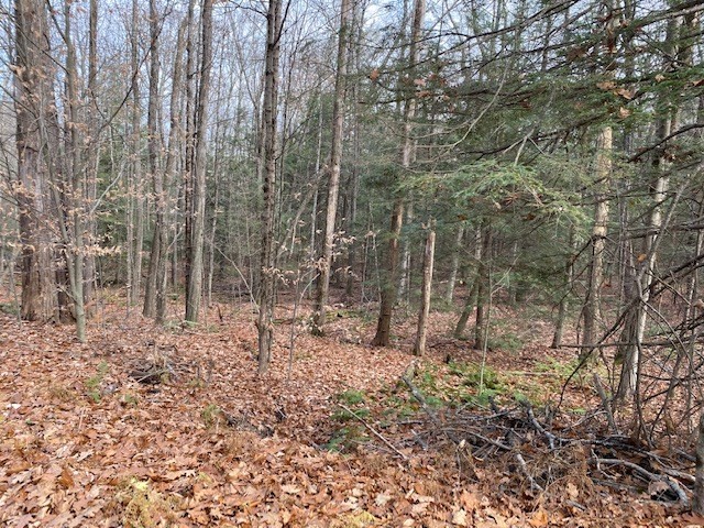 55 Wendell Road New Salem, MA 01355 - Photo 5 of 7 a view of a yard with trees