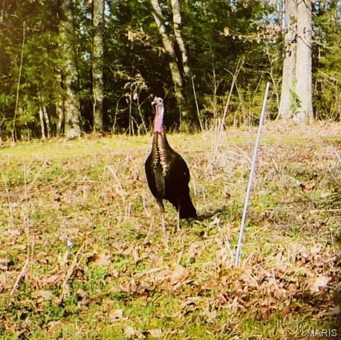 $324,000 | 54-acres 54-acres Trainer, Bland, MO 65014