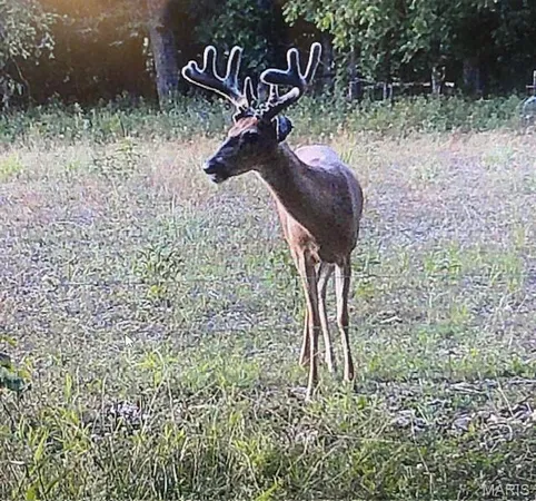 $324,000 | 54-acres 54-acres Trainer, Bland, MO 65014