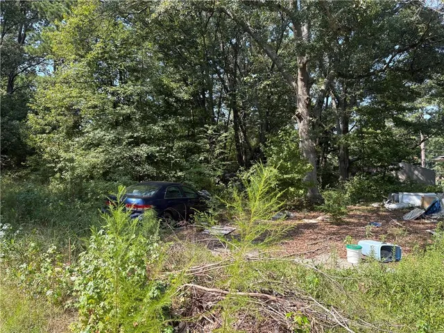 a view of a forest with lots of trees