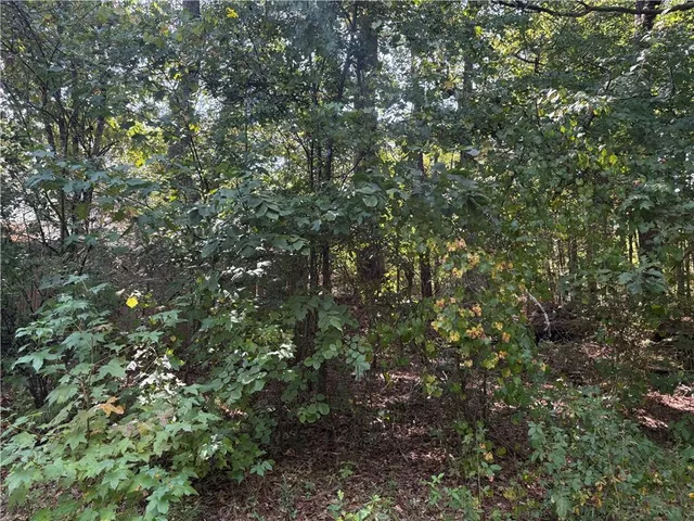 a view of a tree in a yard