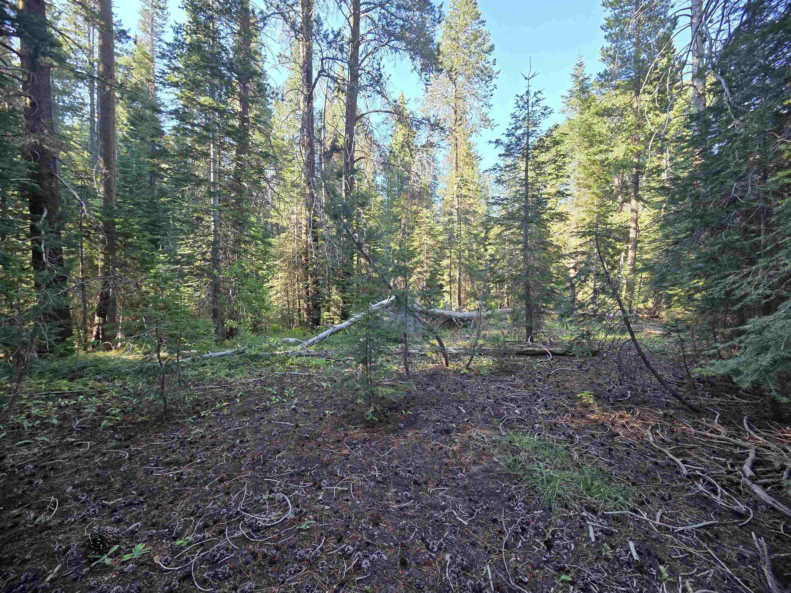 7000 Cold Stream Road Truckee, CA 96161 - Photo 14 of 28 North of Legacy Camp Site along S. Fork of Cold Creek