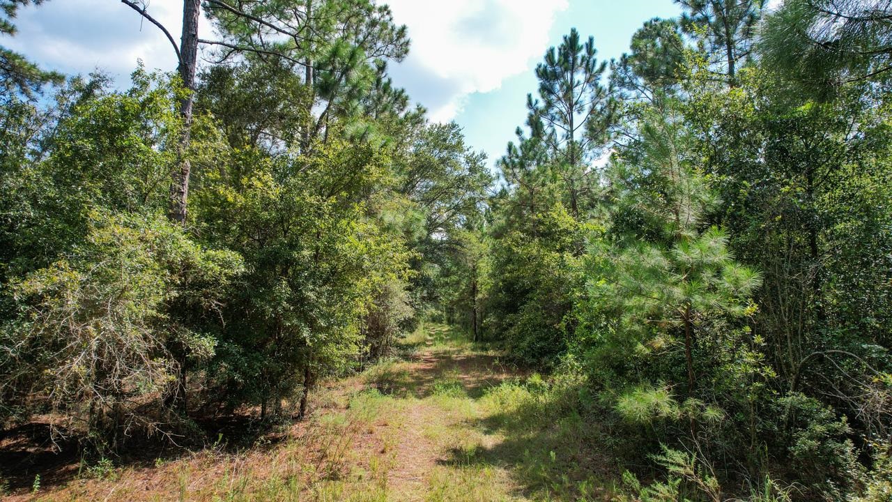 379 Glory Road Quincy, FL 32352 - Photo 8 of 27