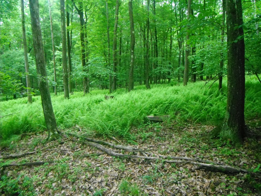 0 Neiltown Road Pleasantville, PA 16341 - Photo 7 of 11 a view of a lush green forest