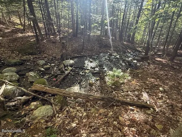 a view of a forest with lots of trees
