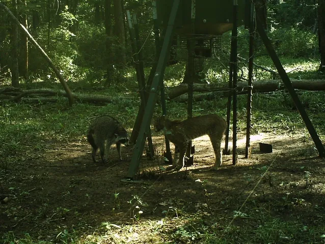 a view of a yard in the forest