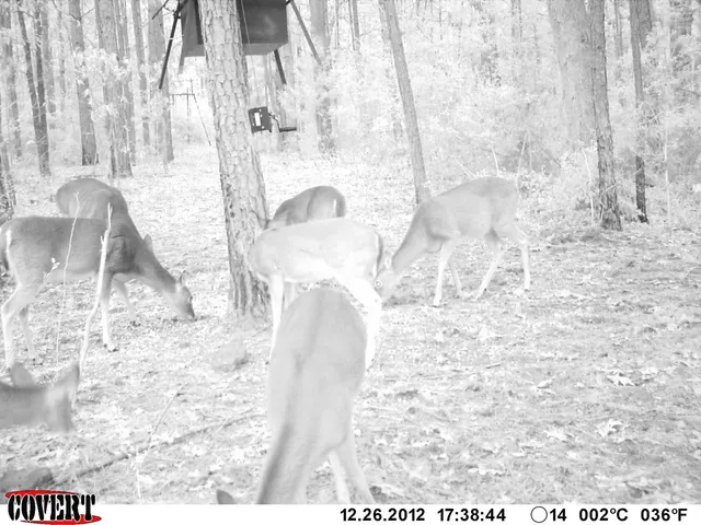 a view of a forest with trees