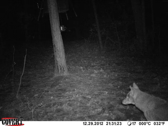 a view of a yard with large trees
