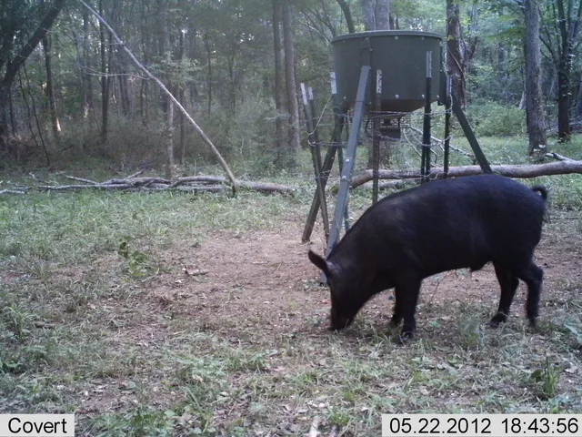 a view of a yard with trees