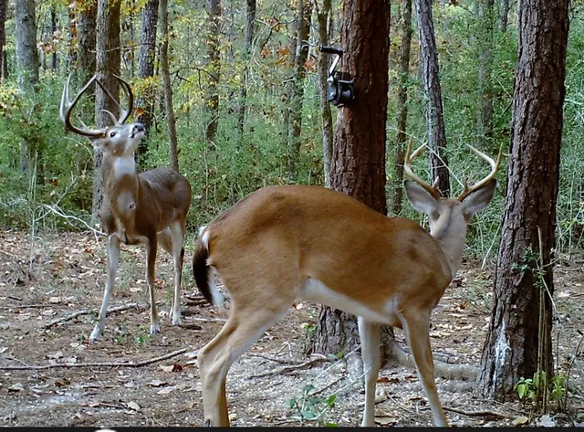 $625,000 | 1593 Cr 2290 Grapeland Tx 75844, Elkhart, TX 75839