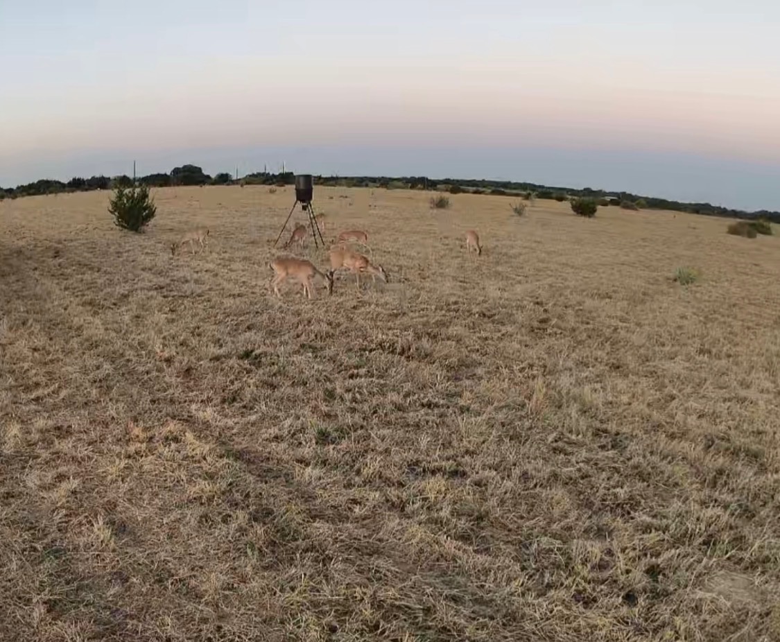 39 330th Goldthwaite, TX 76844 - Photo 3 of 12 Yard at dusk featuring a rural view