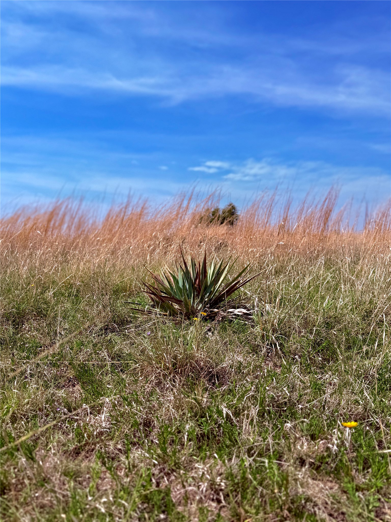 39 330th Goldthwaite, TX 76844 - Photo 6 of 12 View of undeveloped land