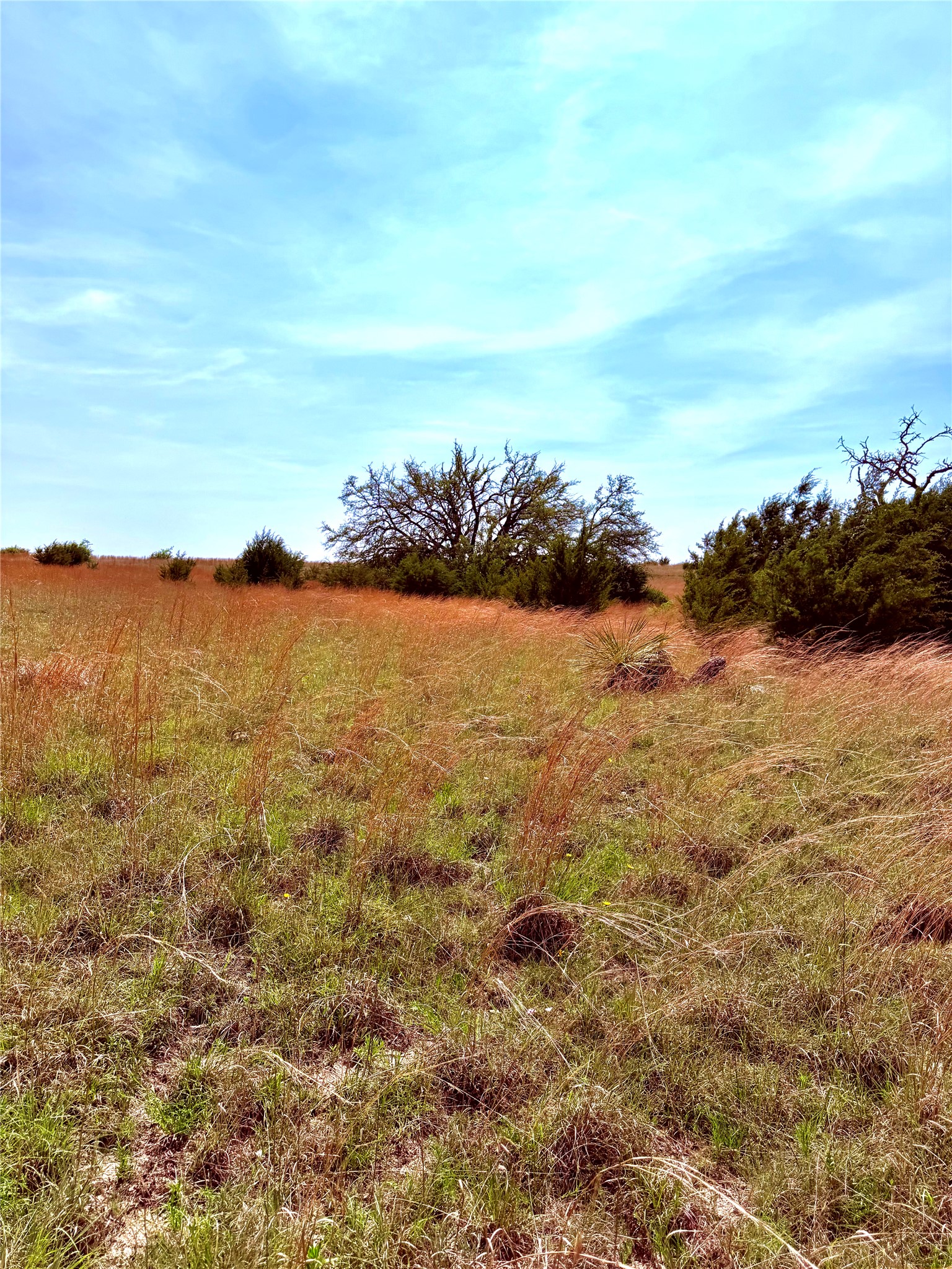 39 330th Goldthwaite, TX 76844 - Photo 8 of 12 View of local wilderness featuring rural landscape