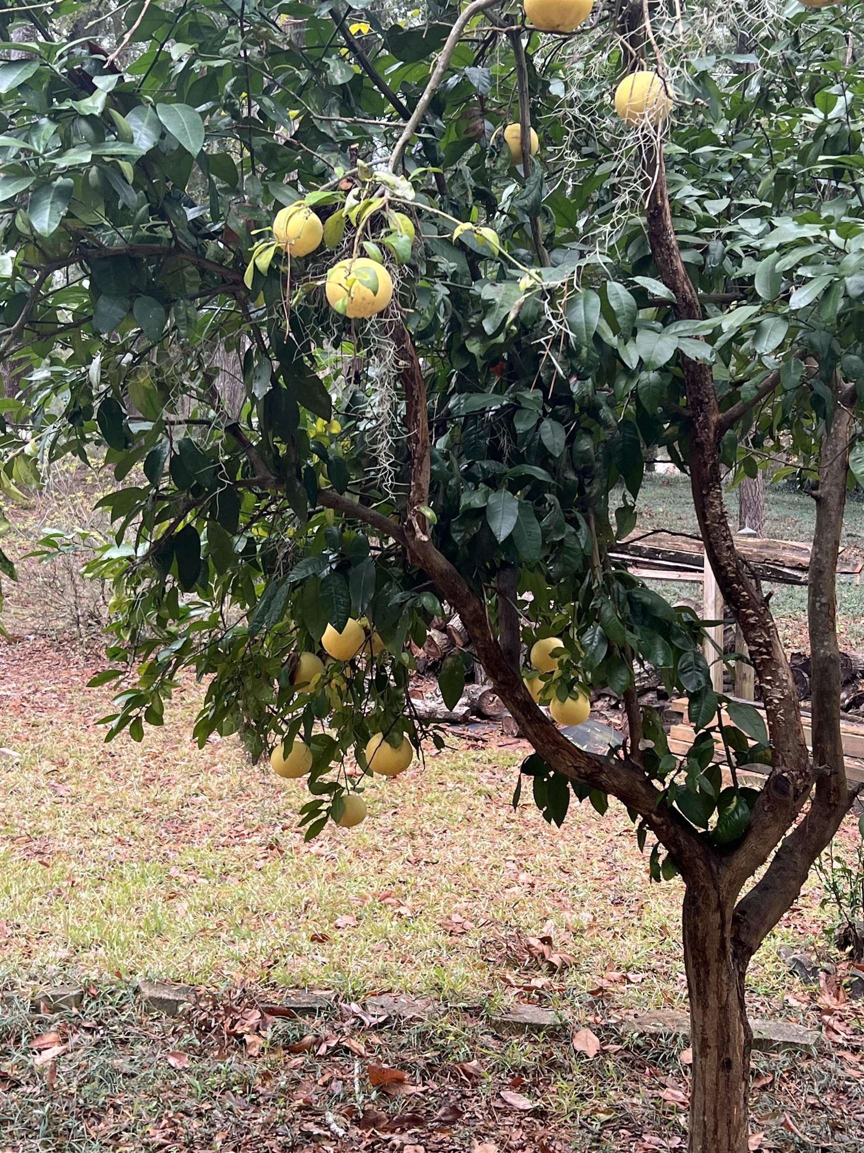 551 Gould Road Quincy, FL 32351 - Photo 11 of 70