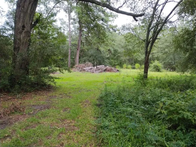 a view of a trees with a yard