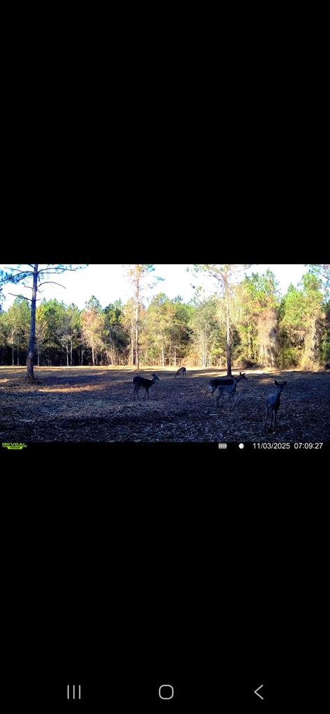 20-ac Coot Adams Road Ashford, AL 36312 - Photo 28 of 28