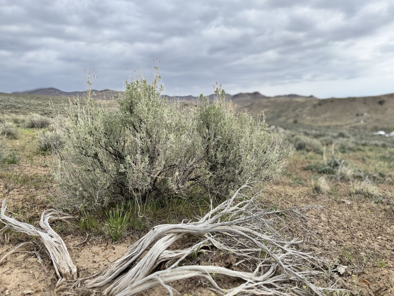 Tbd Kittridge Canyon Road Elko, NV 89801 - Photo 4 of 9