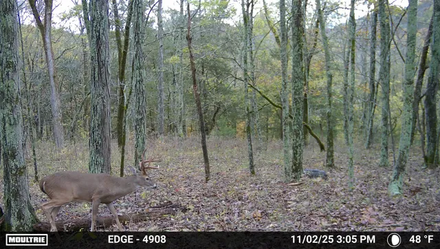 a view of a forest with a trees