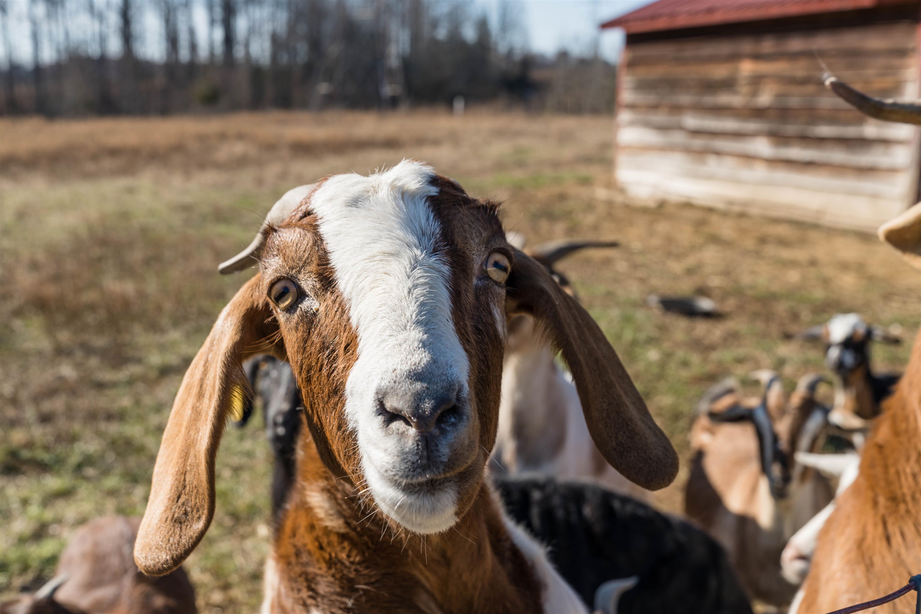 2901 Bishop Road Inman, SC 29349 - Photo 35 of 35