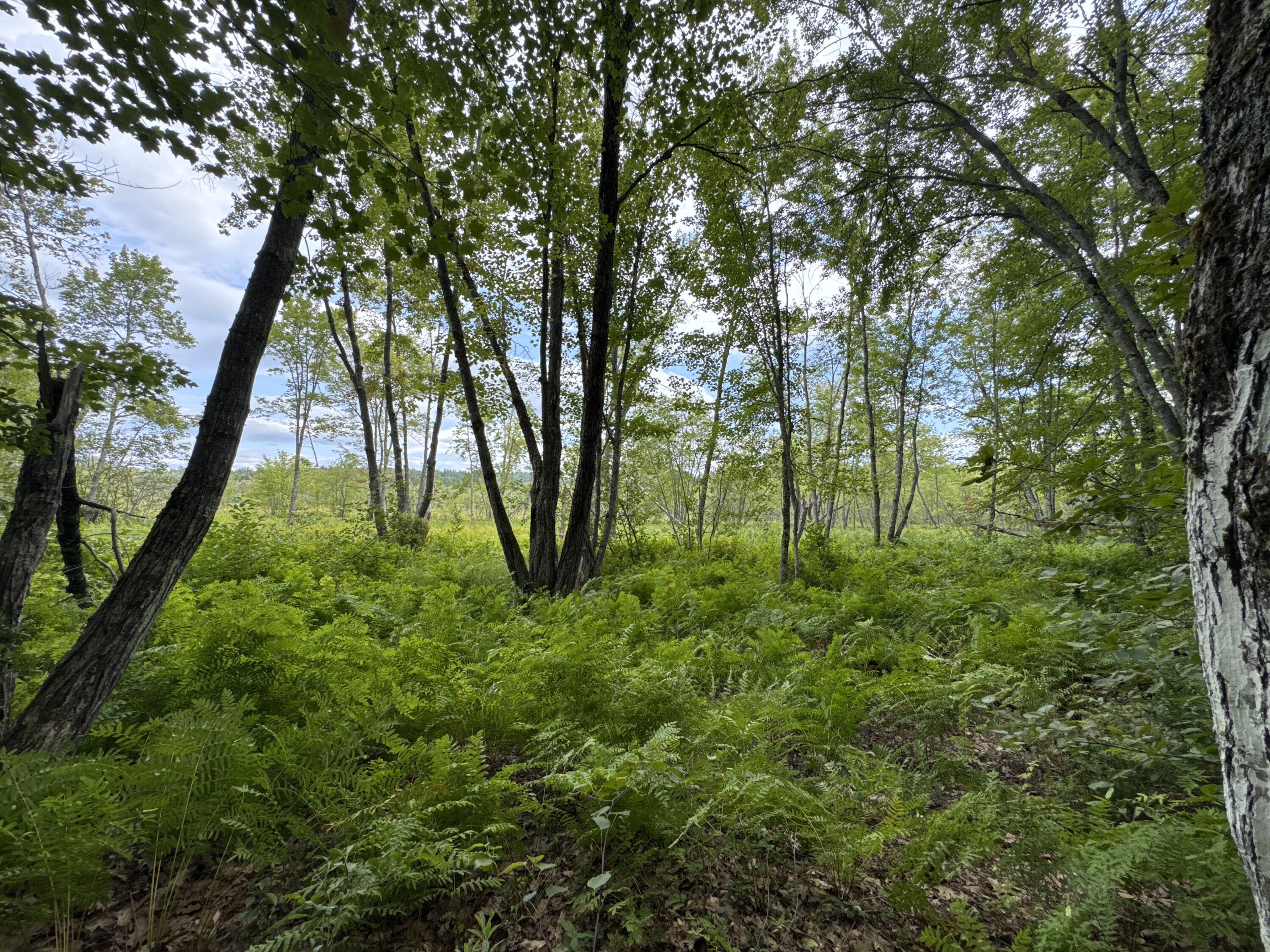 Map20-lot19 Carter Hill Road Fryeburg, ME 04037 - Photo 11 of 22