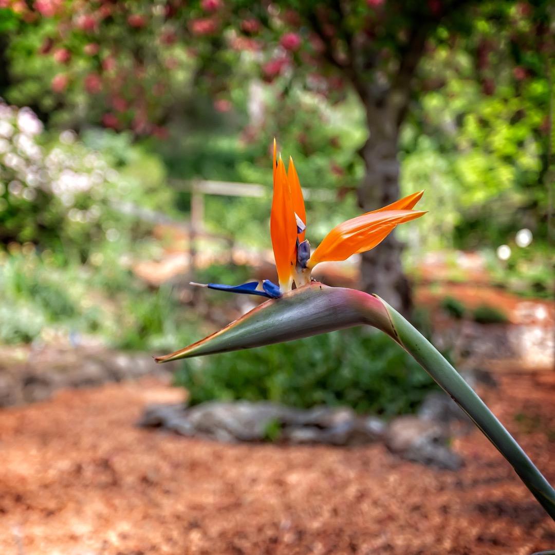 377 Wayside Road Portola Valley, CA 94028 - Photo 31 of 43