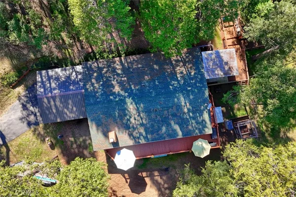 a plant with lots of flowers and trees