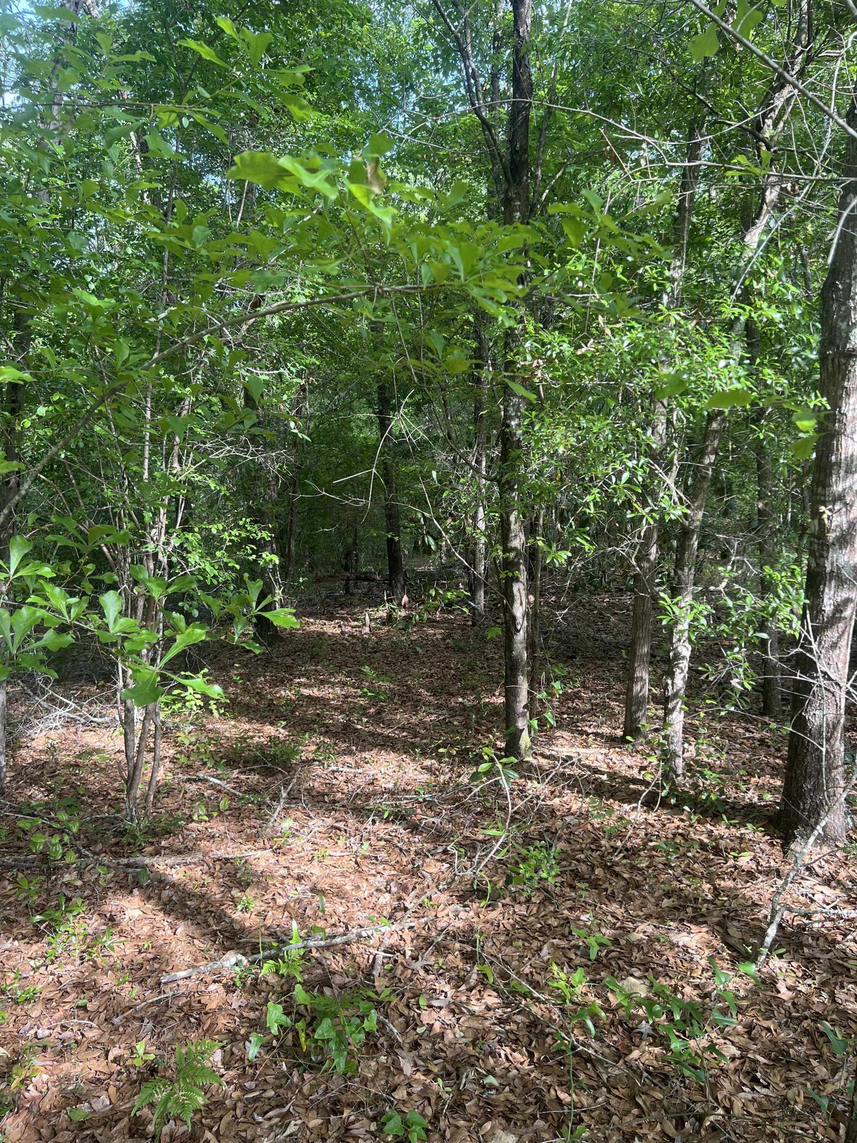 0 South Oak Road Chattahoochee, FL 32324 - Photo 3 of 10