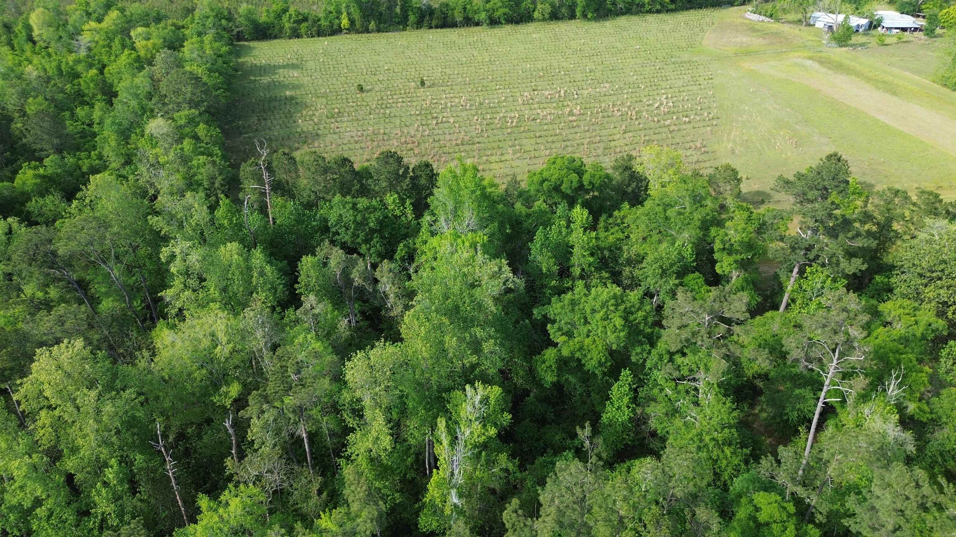 0 South Oak Road Chattahoochee, FL 32324 - Photo 6 of 10