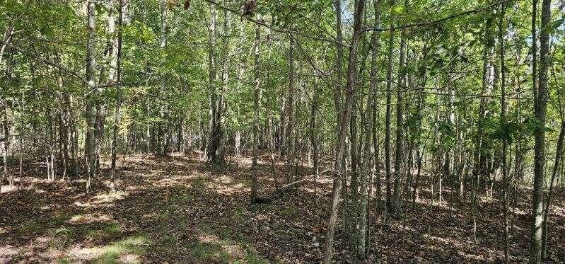 515 Wilderness Way Dunlap, TN 37327 - Photo 24 of 27 a view of a yard with plants and large trees