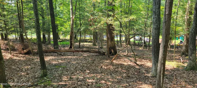 a view of a forest filled with trees