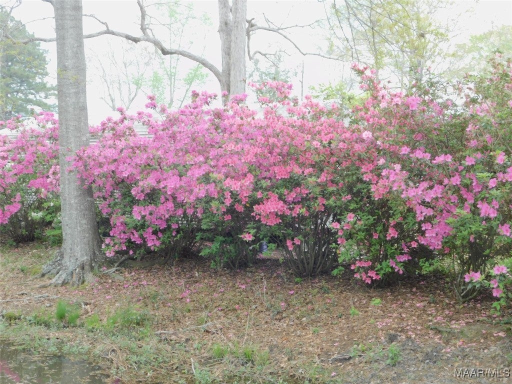16626 Gantt Lake Road Dozier, AL 36028 - Photo 9 of 38 Gallery Image 9
