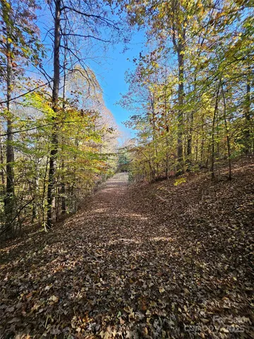 a view of a yard with plants and large trees