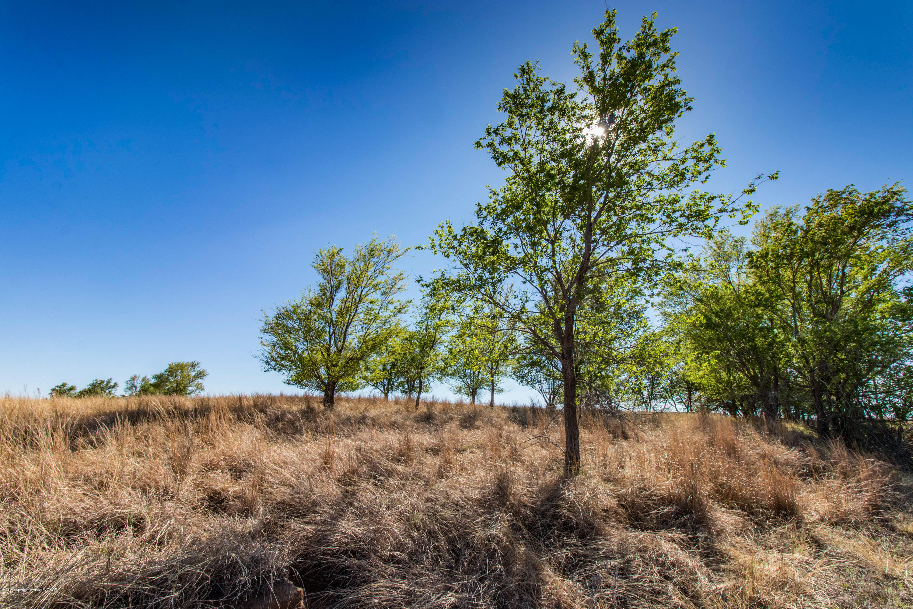 Tree Cover