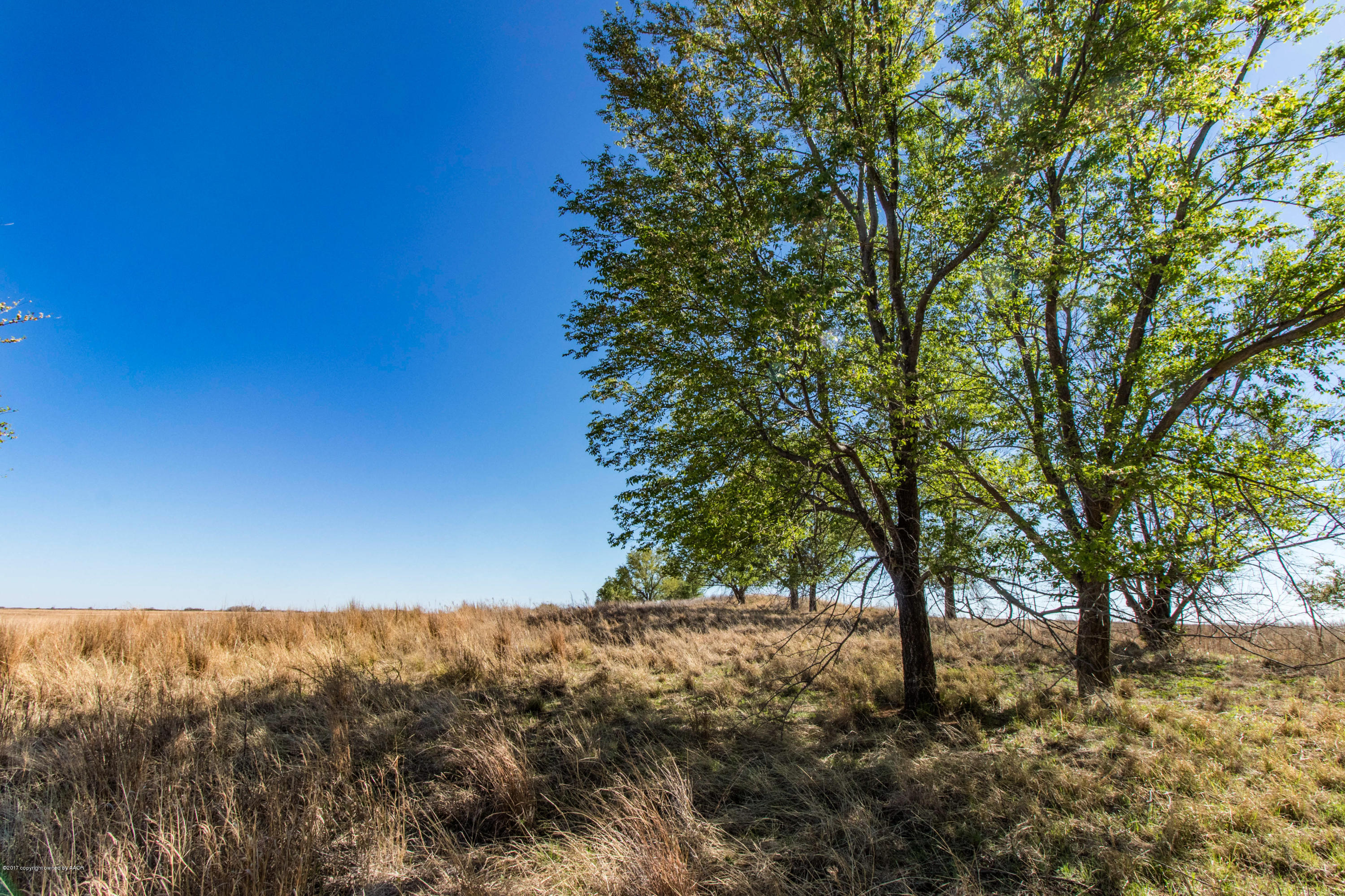Tree Cover