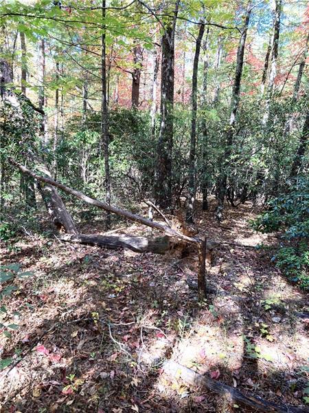 0 Prospector Place Sautee Nacoochee, GA 30571 - Photo 3 of 7 a view of a forest with trees