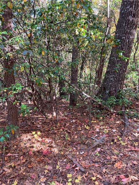 0 Prospector Place Sautee Nacoochee, GA 30571 - Photo 4 of 7 a view of a large tree