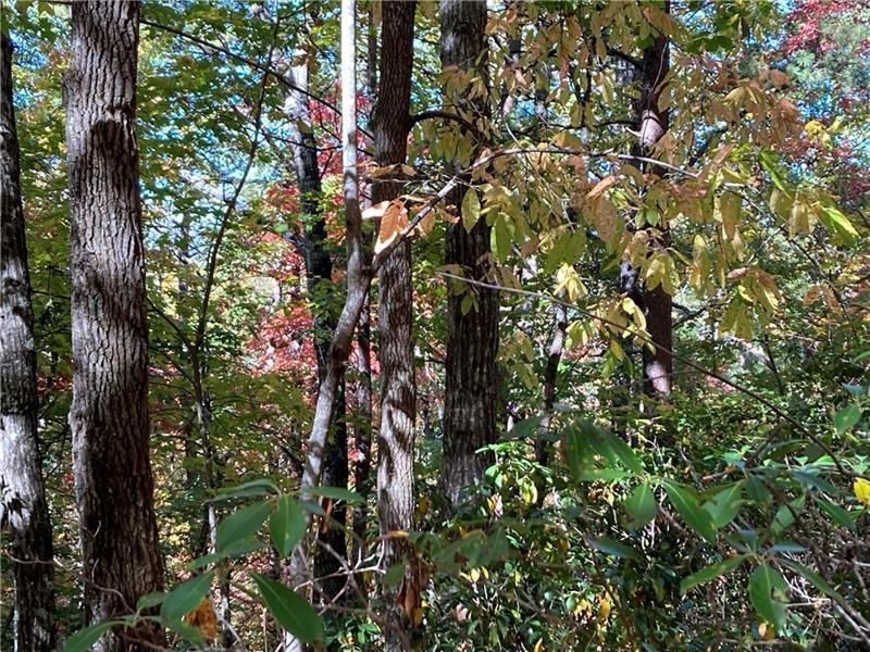 0 Prospector Place Sautee Nacoochee, GA 30571 - Photo 5 of 7 a backyard of a house with lots of green space